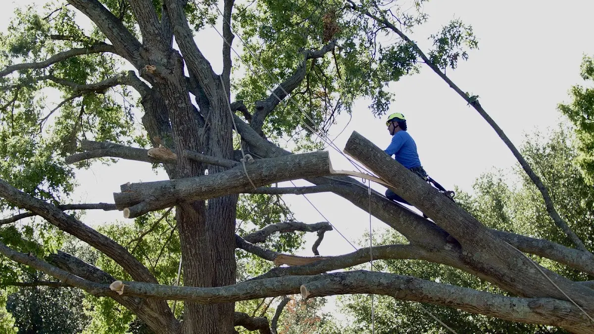 Professional Hazardous Tree Removal performed by certified arborists in Nanafalia