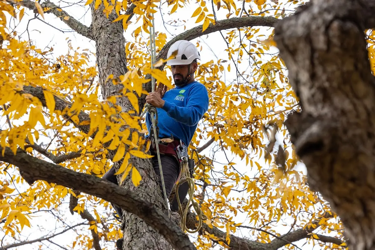 Skilled Tree Planing crew working in Nanafalia