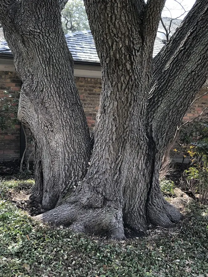 Mature heritage tree close to a Nanafalia property cared for by certified arborists